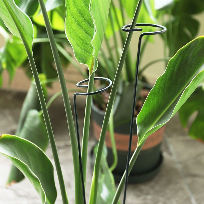 1/10pcs Tuin Ondersteuning Sta - Gardening Tools Range recensie en prijs